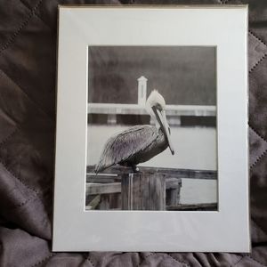 Pelican Photo B/W 11x14